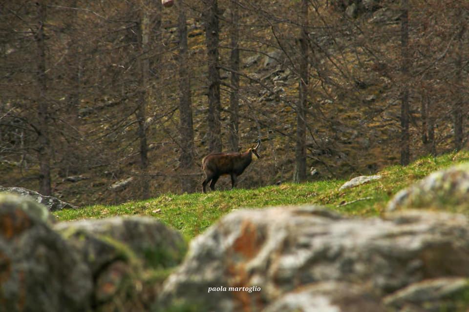 La Mura' - Il Vostro Posto Nel Gran Paradiso Ronco Canavese Экстерьер фото