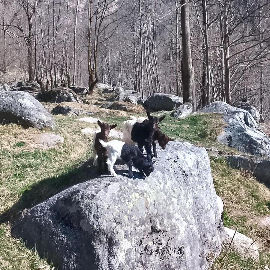 La Mura' - Il Vostro Posto Nel Gran Paradiso Ronco Canavese Экстерьер фото